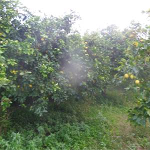 Terreno Agricolo In Vendita a Acireale